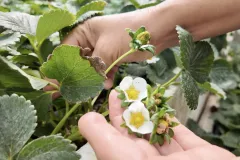 Imagen de las fresas con protector postcosecha