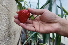 Imagen de las fresas con protector postcosecha