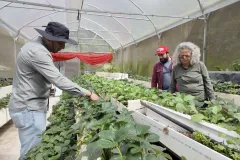Imagen de las fresas con protector postcosecha