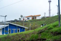 plantación de árboles