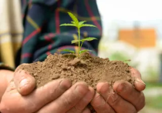 persona sosteniendo una planta en las manos