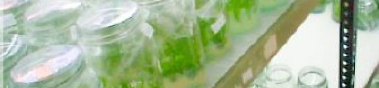 Producción de oxi-indolalcaloides de Uncaria tomentosa in vitro y estudio del efecto citotóxico en líneas celulares de cáncer