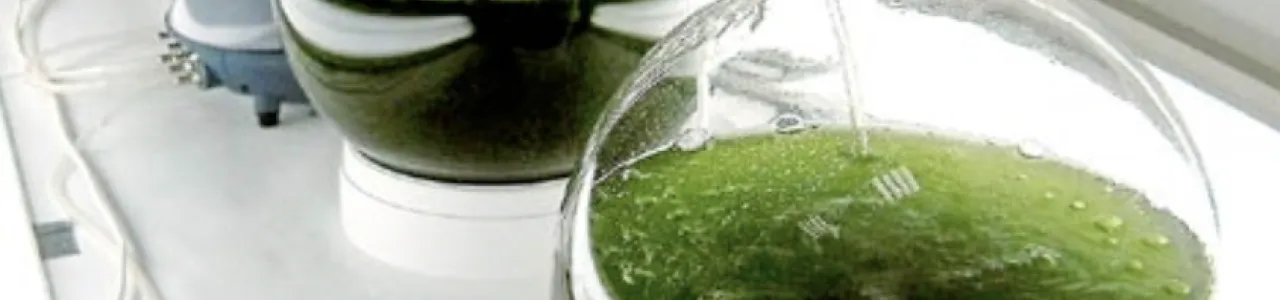 Selección de cepas de microalgas para la producción de combustible