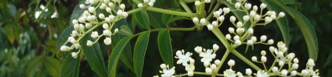 Cultivo in vitro de células de Azadirachta indica con miras al escalamiento para uso medicinal y ensayos preliminares para la producción de un bioinsecticida