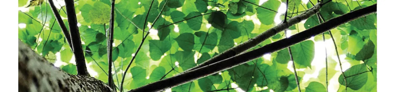 “Impacto de la morfología urbana y la trama verde en la temperatura del Corredor Biológico Interurbano María Aguilar, Gran Área Metropolitana de Costa Rica”