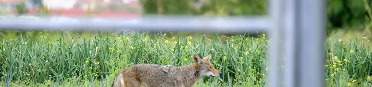 Coyotes