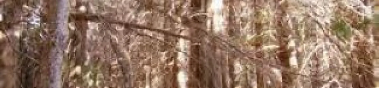 Crioconservación de especies leñosas