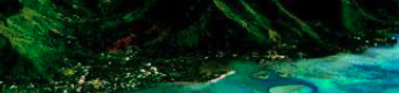Herramientas biotecnológicas en vainilla para aumentar la resistencia a Fusarium oxysporum