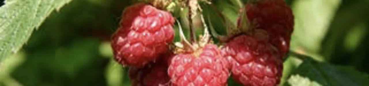 ESCALAMIENTO DE CULTIVO CELULARES DE MORA (RUBUS ADENOTRICHOS) VAR. “VINO” PARA LA PRODUCCIÓN DE COMPUESTOS FUNCIONALES CON MIRAS A LA OBTENCIÓN DE UN PRODUCTO COMERCIAL QUE CONTRIBUYA A LA SALUD HUMANA.