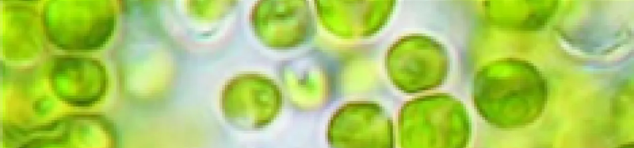 Desarrollo de un protocolo para el cultivo de Chlorella sp. a pequeña escala con desechos alimentarios industriales limpios, con el fin de obtener biomasa microalgal con potencial comestible