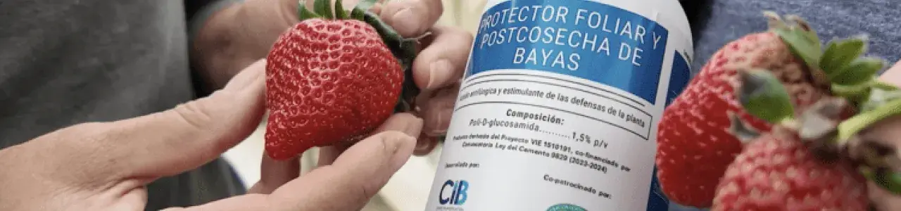 Fresas