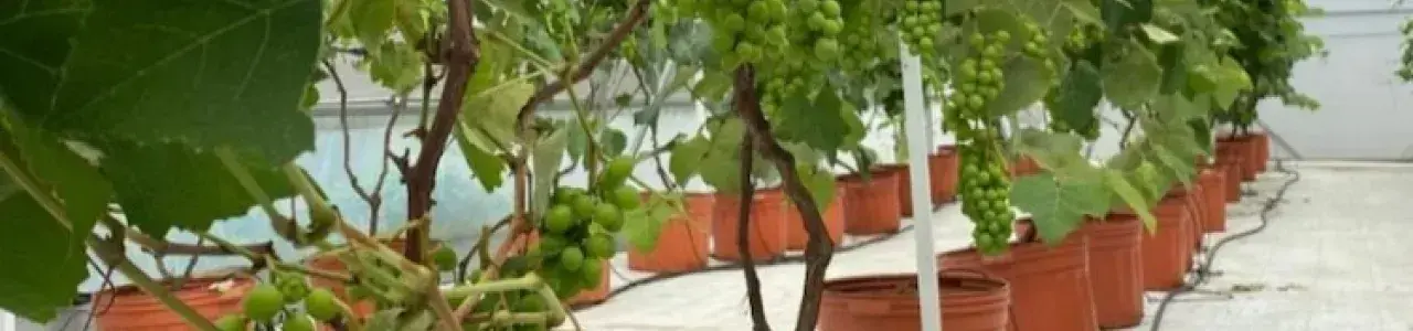 Uvas