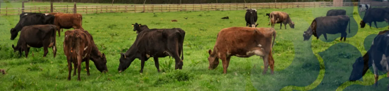 Tecnologías de reproducción asistida y conservación en especies  ganaderas y silvestres