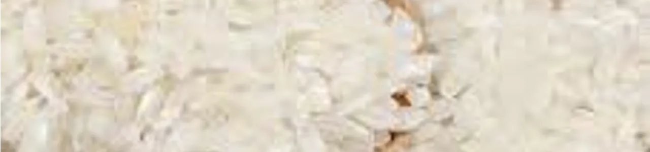 Generación de variabilidad genética en arroz: una alternativa para enfrentar el cambio climático y favorecer la seguridad alimentaria en Costa Rica