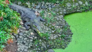 Cocodrilo junto al río
