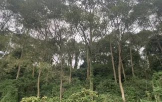 Fotografía de arboles