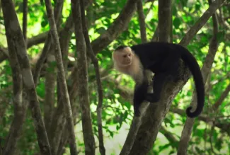 monito