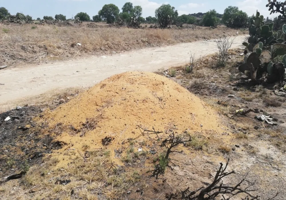 Material de la glóquida