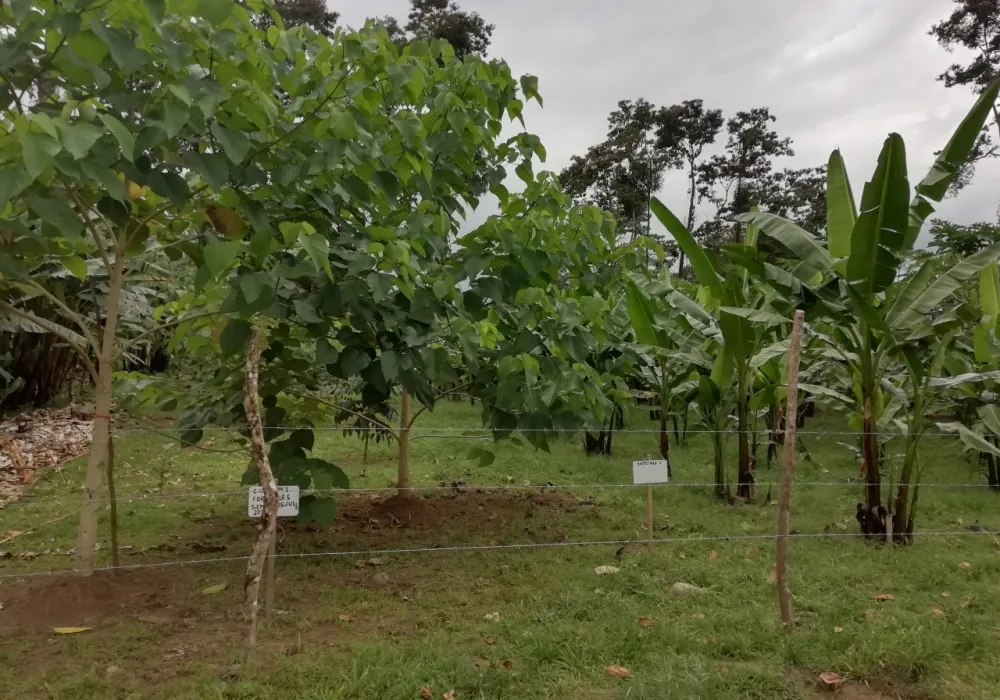 Pococí