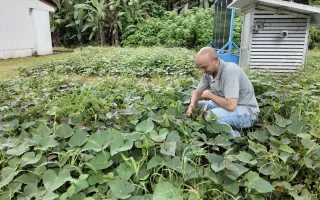 Vemos a Leonardo Cardinale Villalobos, investigador del proyecto Agrivoltaic agachada, revisando los cultivos 