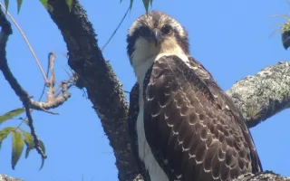 Aguila