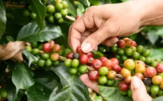 Planta de Café