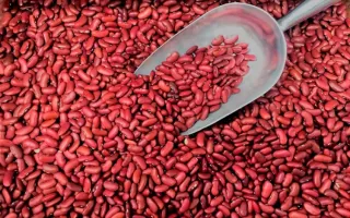 Frijoles