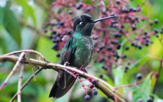 Colibrí