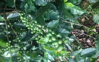 Planta de Café 