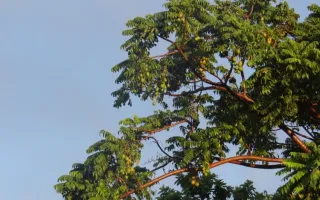 Árbol