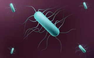 bacteria