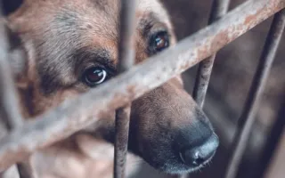 Perro