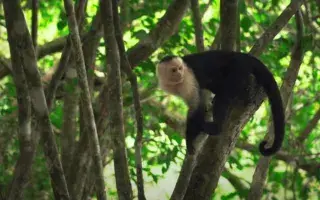 monito