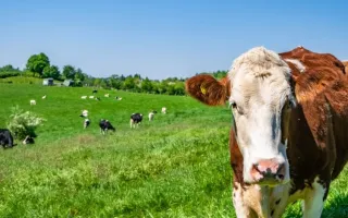 Vaca