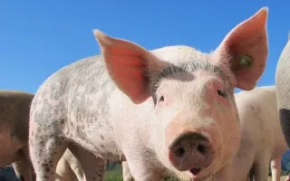 Fotografía de un cerdo