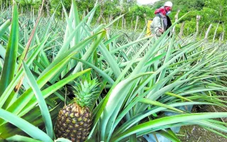 Piñas