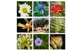 Plantas 