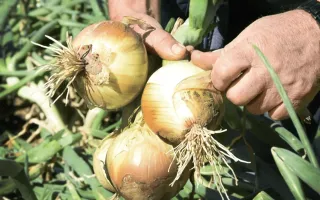 Cebolla