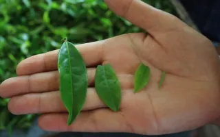 tealeaves