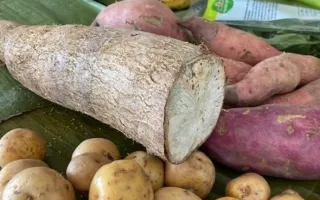 Tubérculos